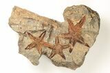 Three Ordovician Starfish (Petraster?) Fossils - Morocco #195863-1
